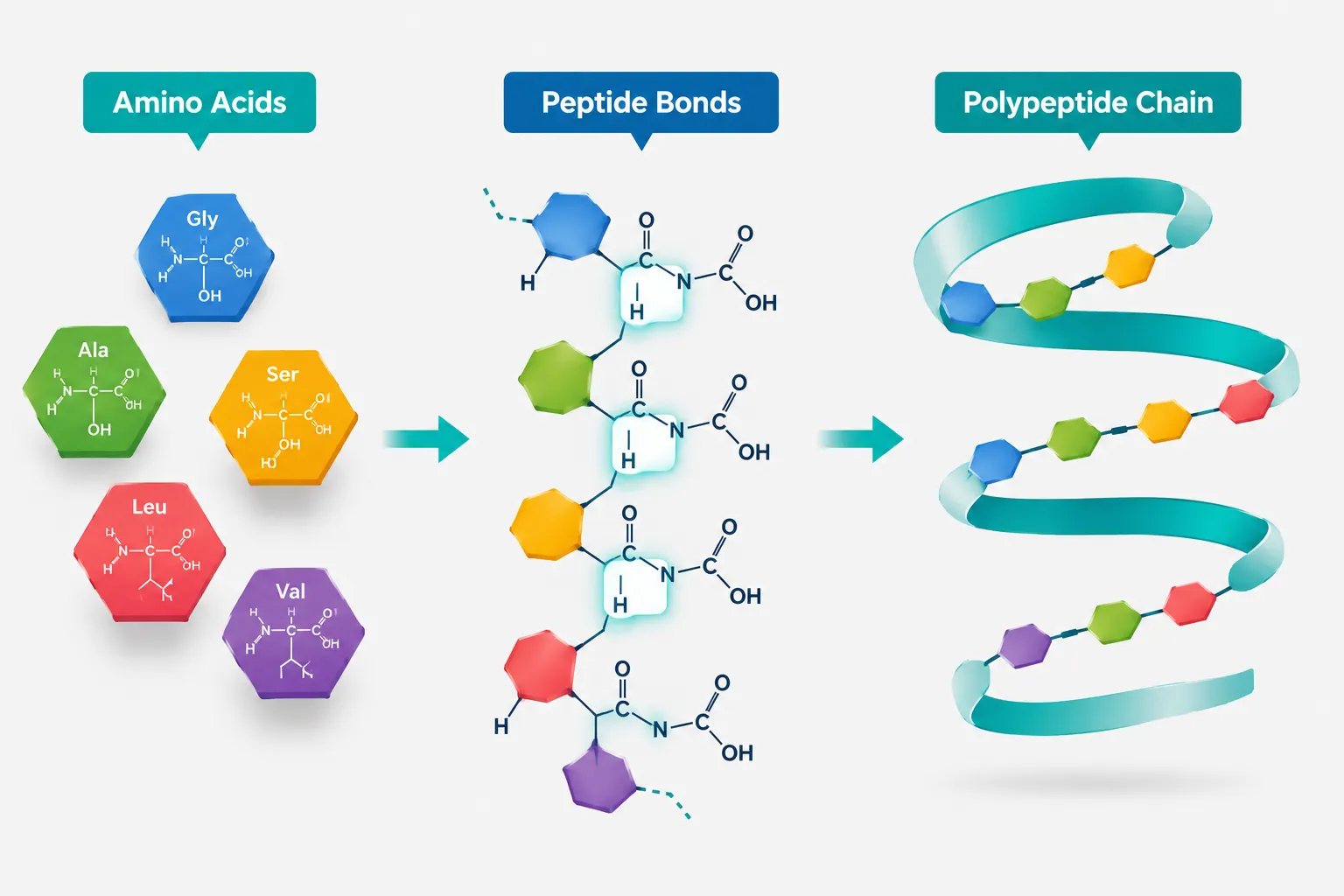 The Biology Behind Polypeptide Peptides: Amino Acids, Chains, and Function