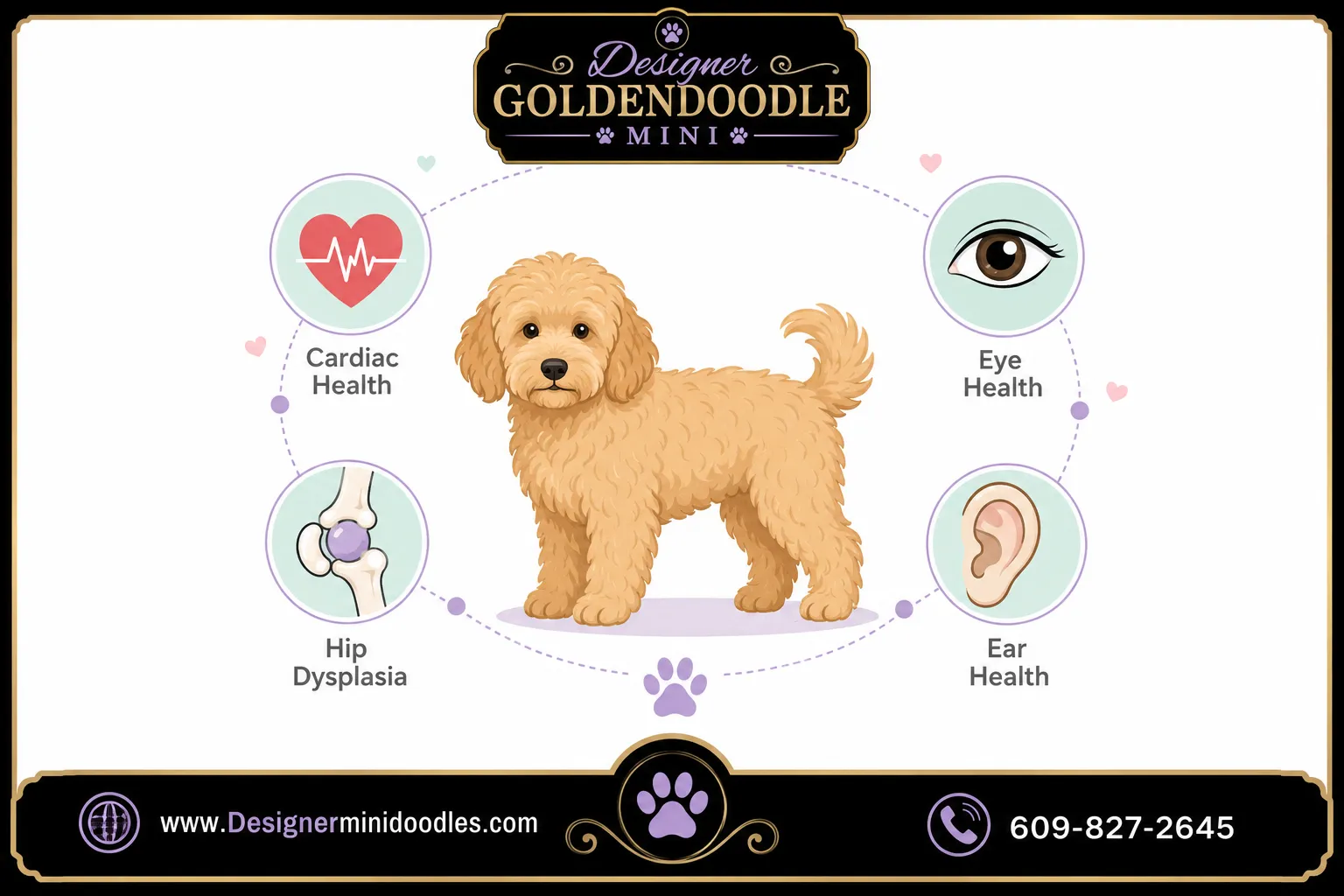 What health problems do mini goldendoodles have?