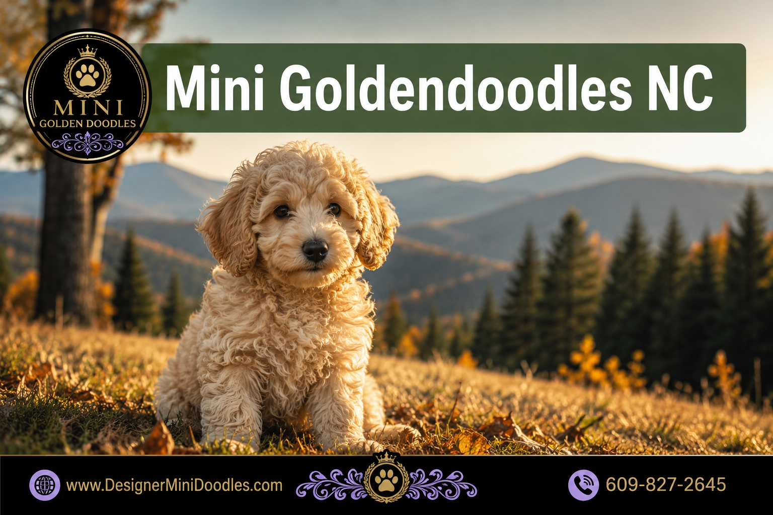 mini golden doodles North Carolina