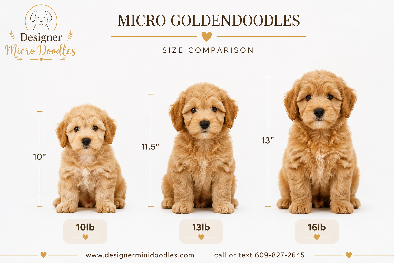 micro goldendoodle Dallas