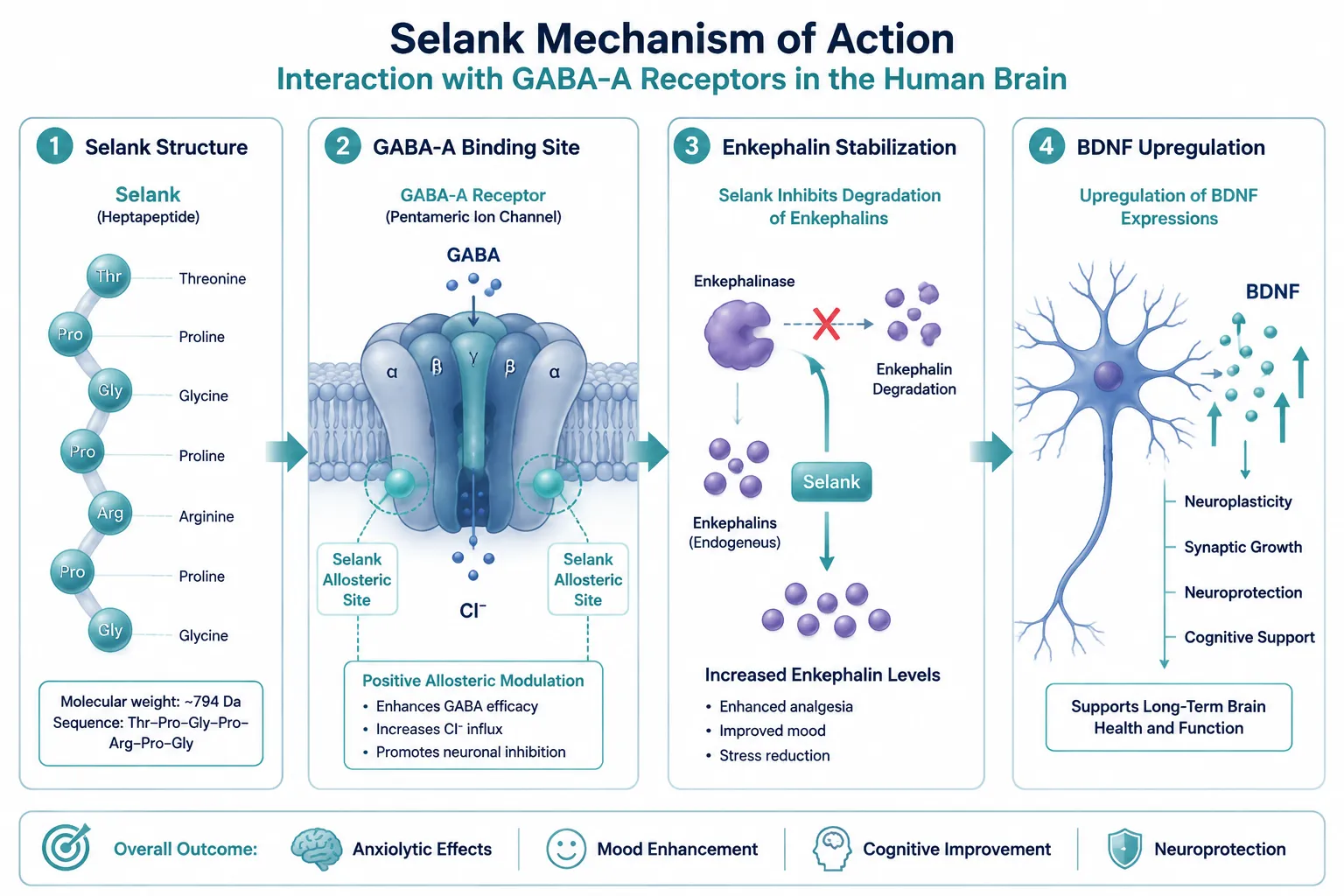 What Is Selank and How Was It Developed