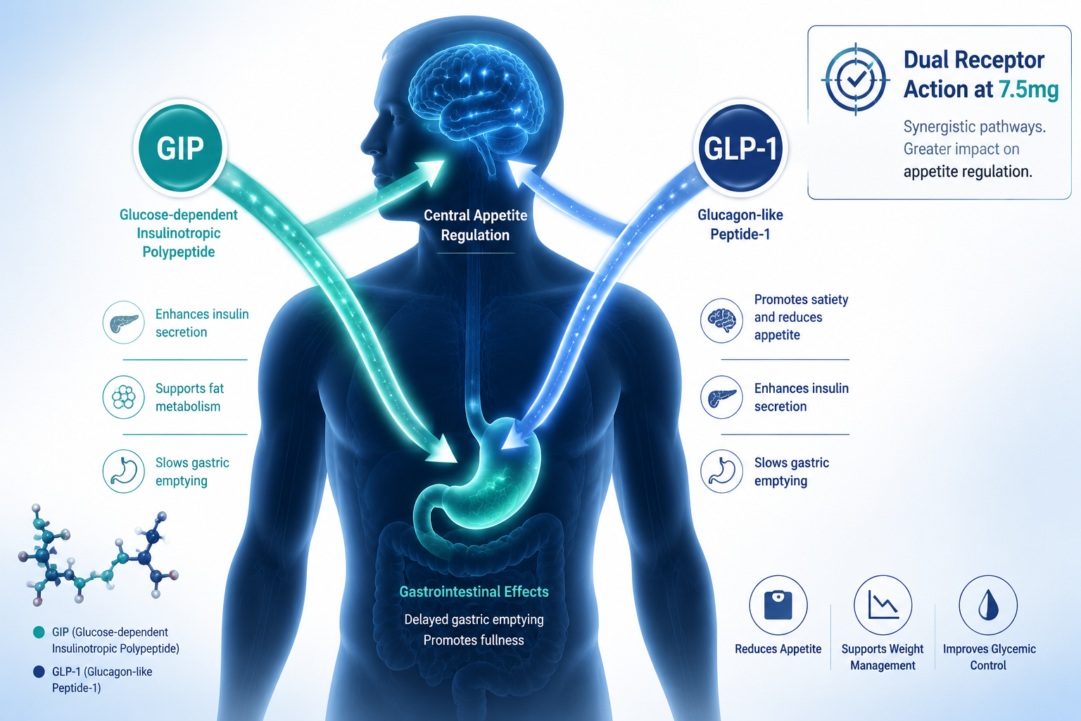 Detailed () editorial illustration showing a human silhouette with a dual-hormone pathway diagram overlaid — two glowing
