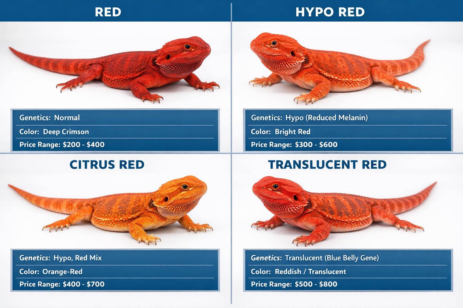 Comparison chart showing different red bearded dragon morphs including red, hypo red, citrus red, and translucent red varieties. Split-scree