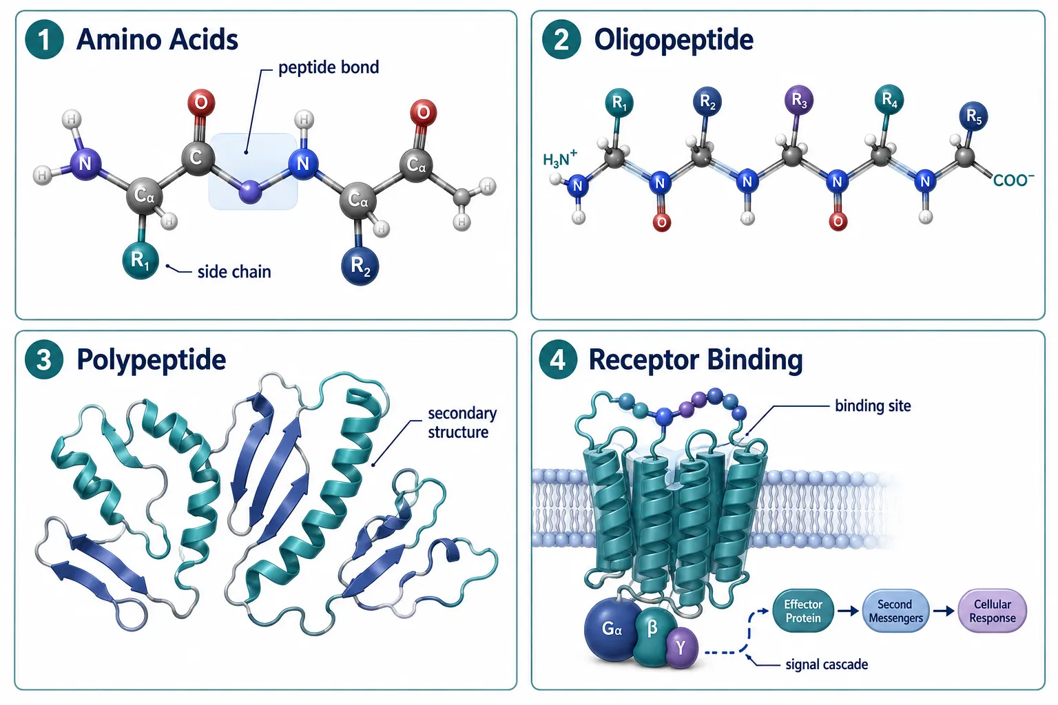 Understanding Peptide and Polypeptide Structure