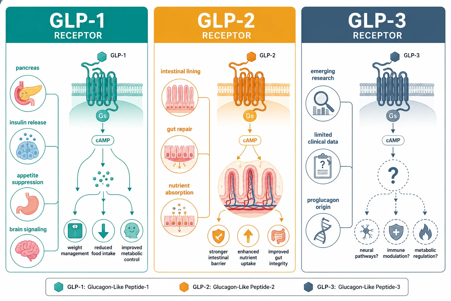 GLP-1, GLP-2, and GLP-3: The Proglucagon Peptide Family