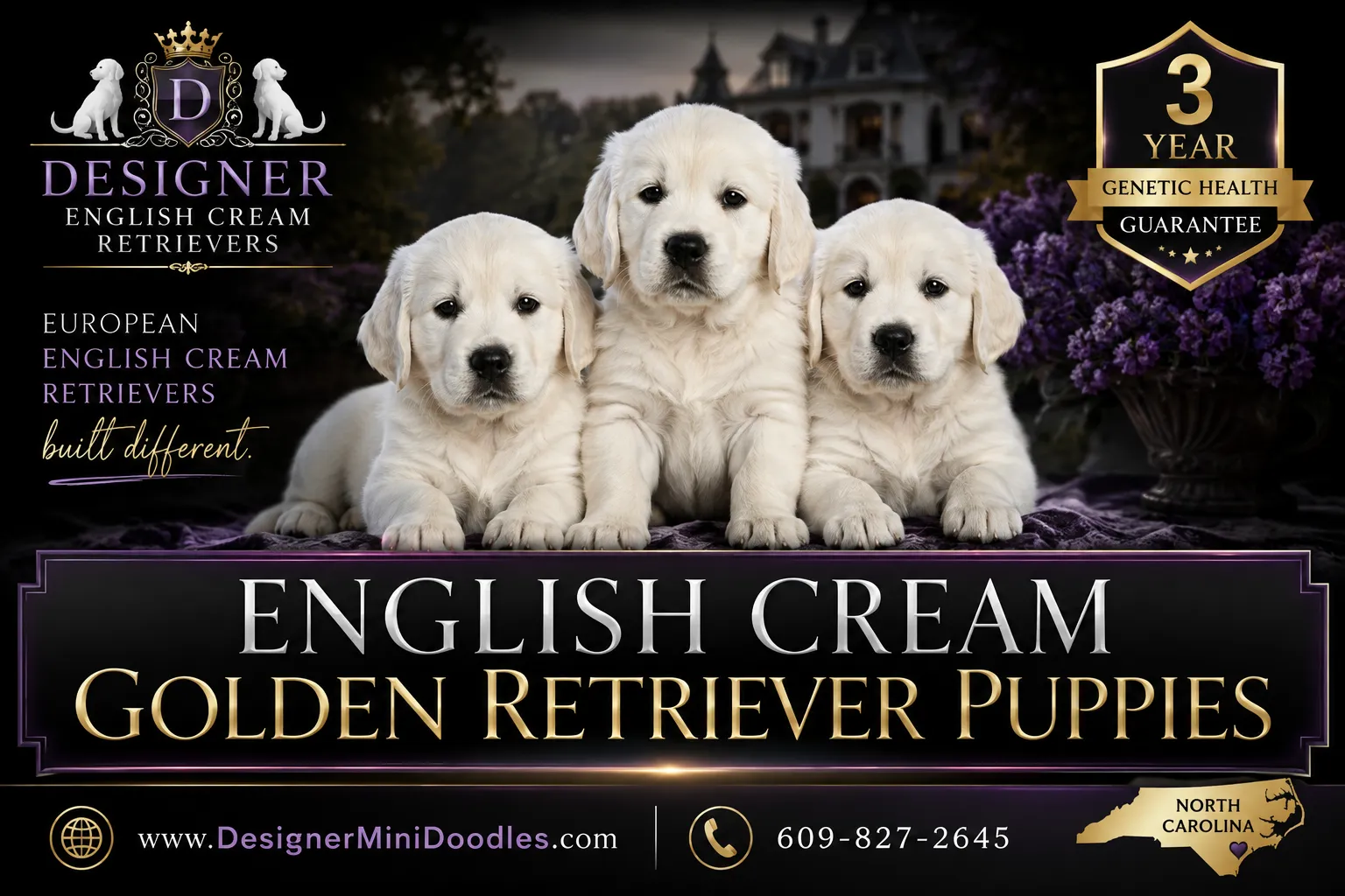 English cream golden retriever puppies North Carolina