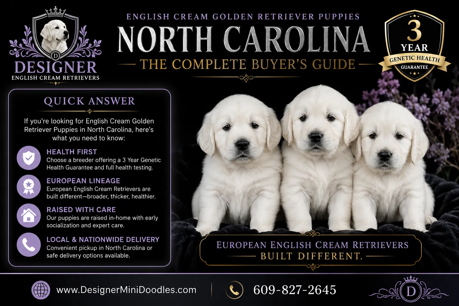 What Is an English Cream Golden Retriever?
