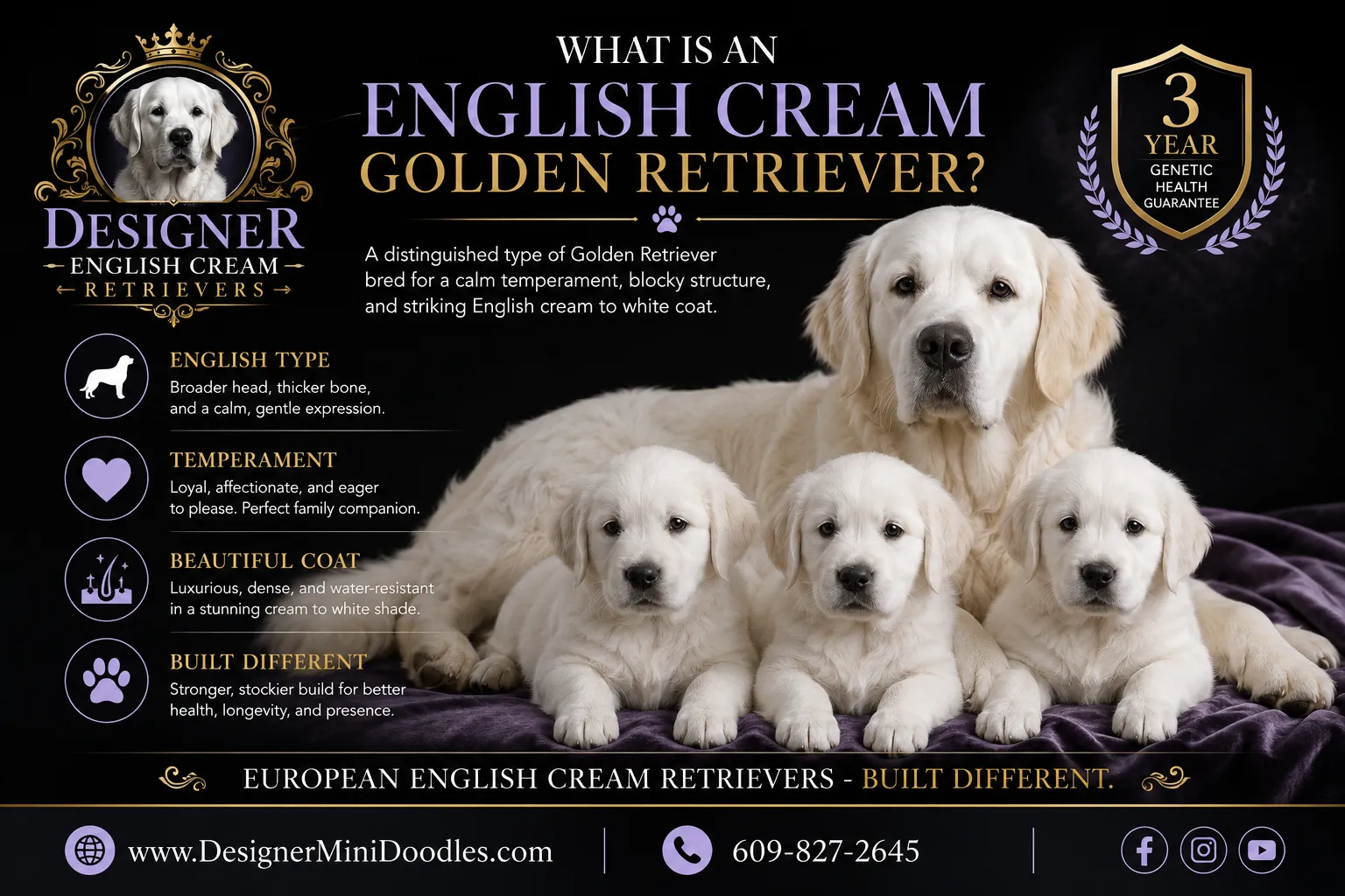 English cream golden retriever puppies North Carolina