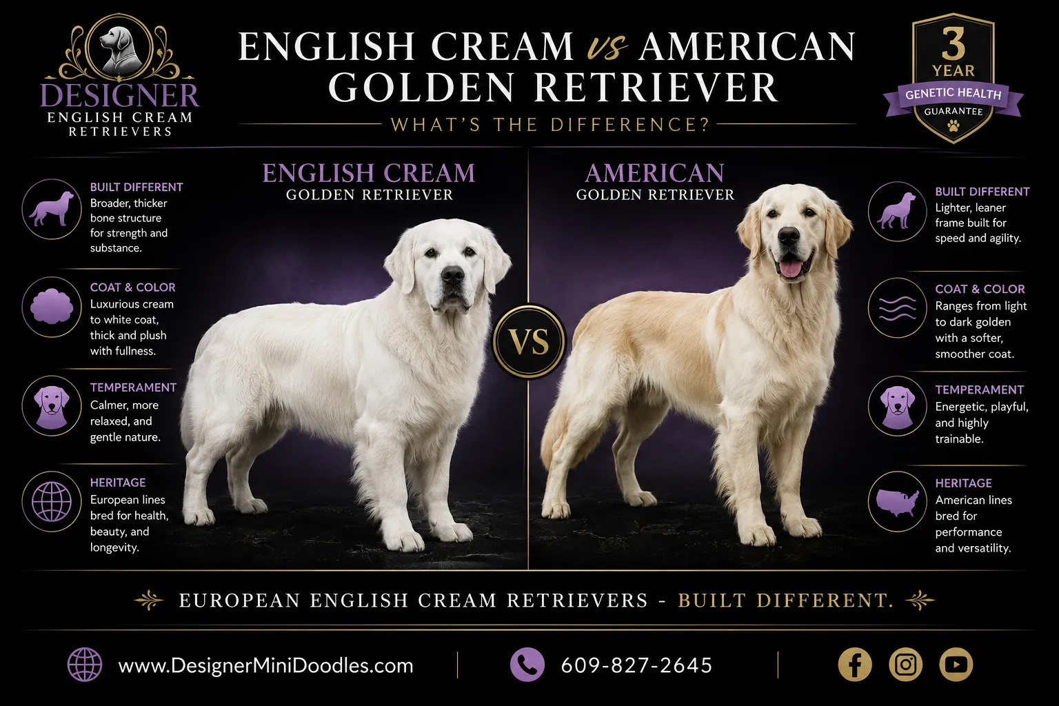 English cream golden retriever puppies North Carolina