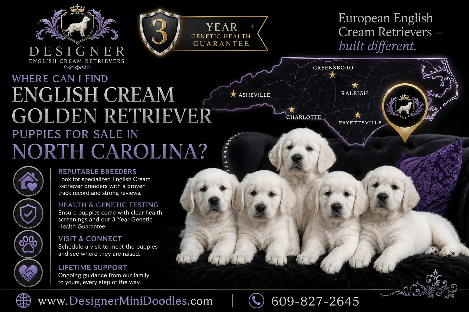 English cream golden retriever North Carolina