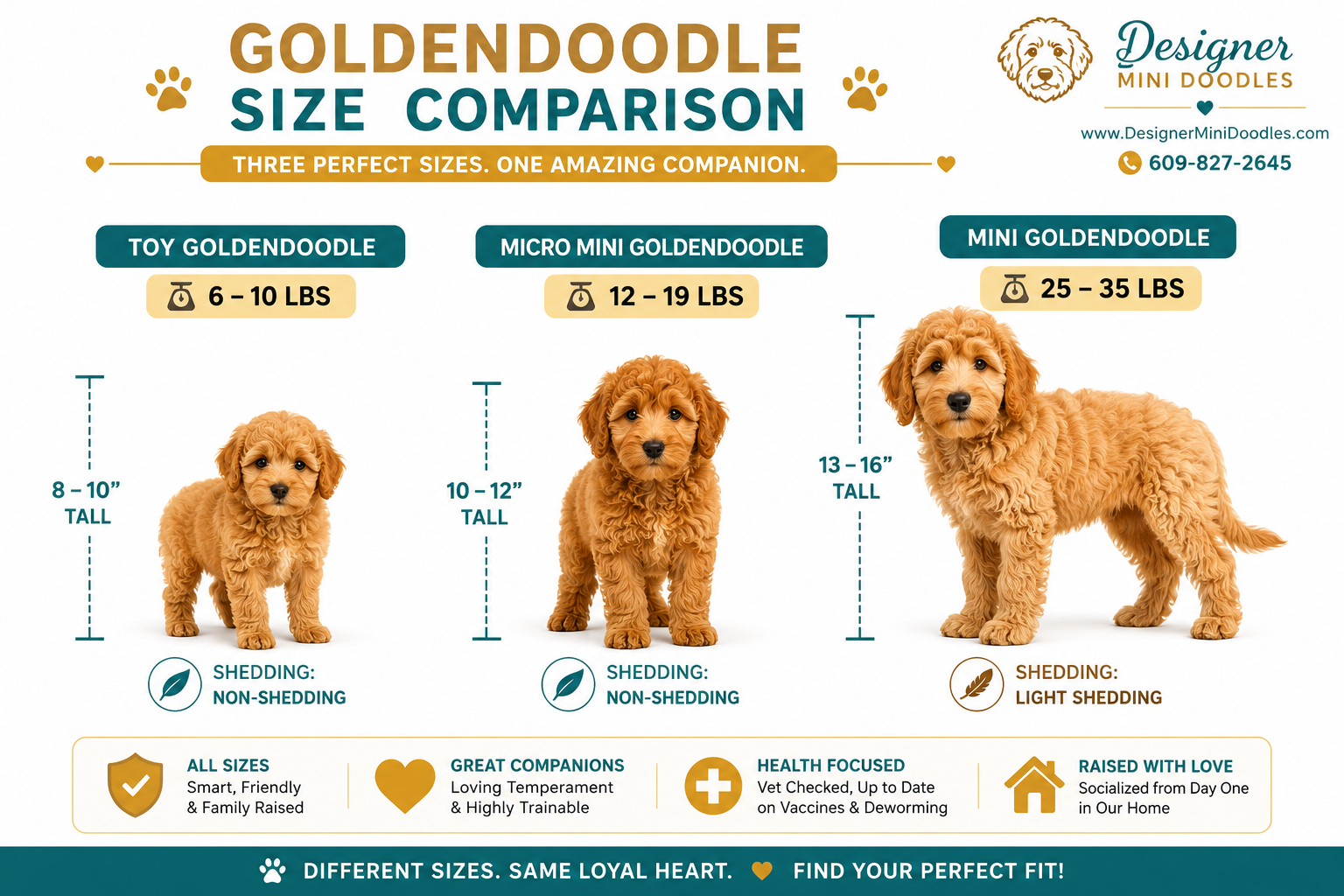 What are the different sizes of Goldendoodle?