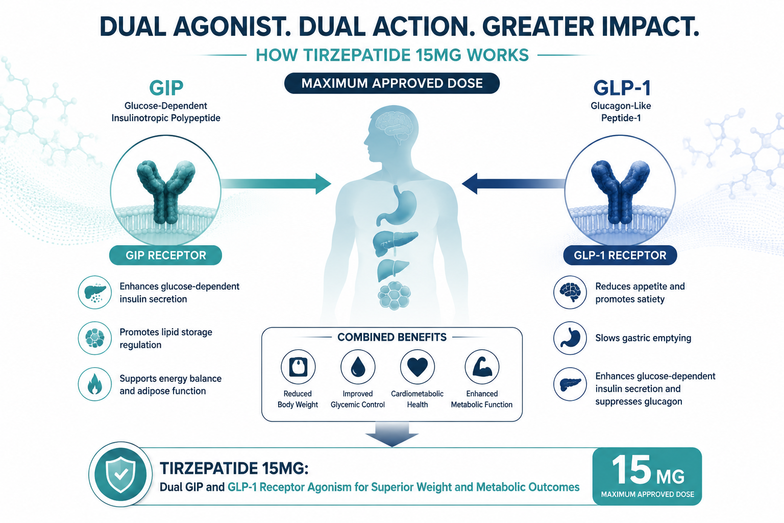 Detailed infographic style illustration showing a dual-hormone mechanism diagram