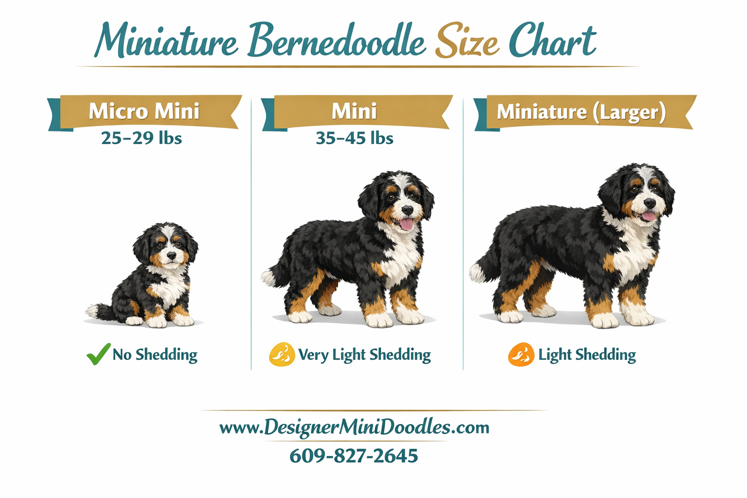 () educational infographic showing miniature bernedoodle size chart with three columns: Micro Mini 25-29 lbs, Mini 35-45