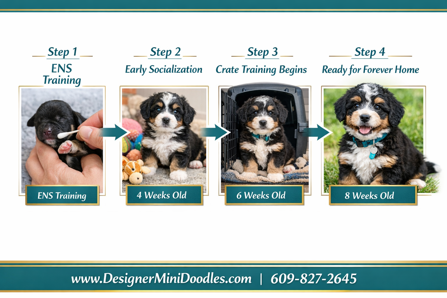 () detailed step-by-step visual timeline showing Designer Mini Doodles puppy preparation process from left to right: Step 1