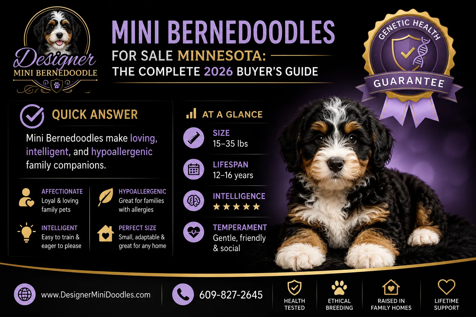 mini bernedoodles for sale Minnesota