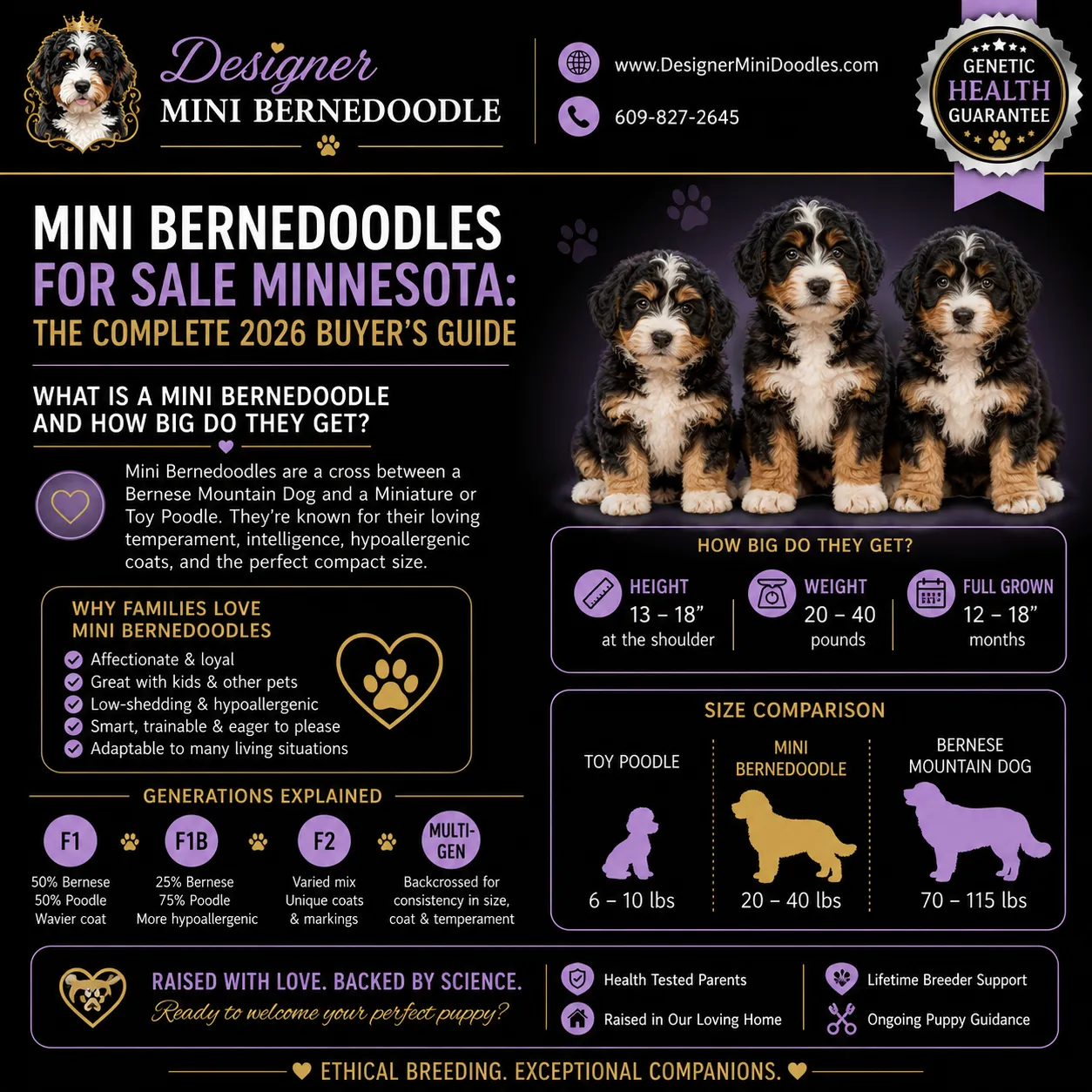 mini bernedoodles for sale Minnesota