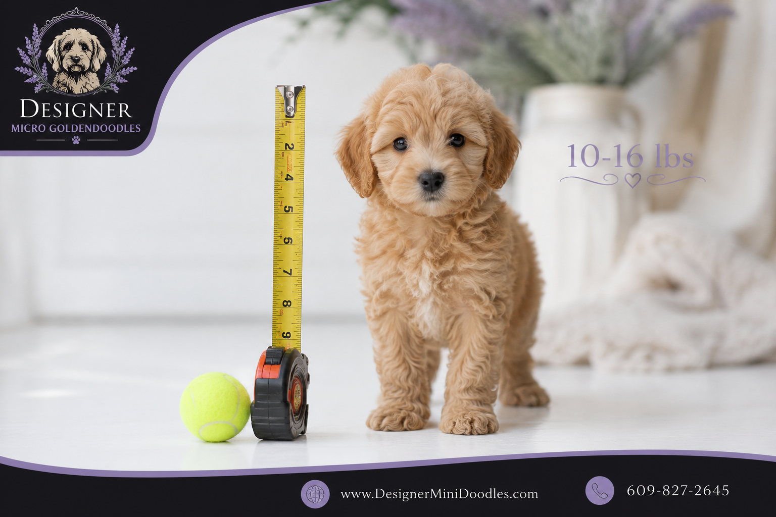 micro goldendoodle puppies Miami
