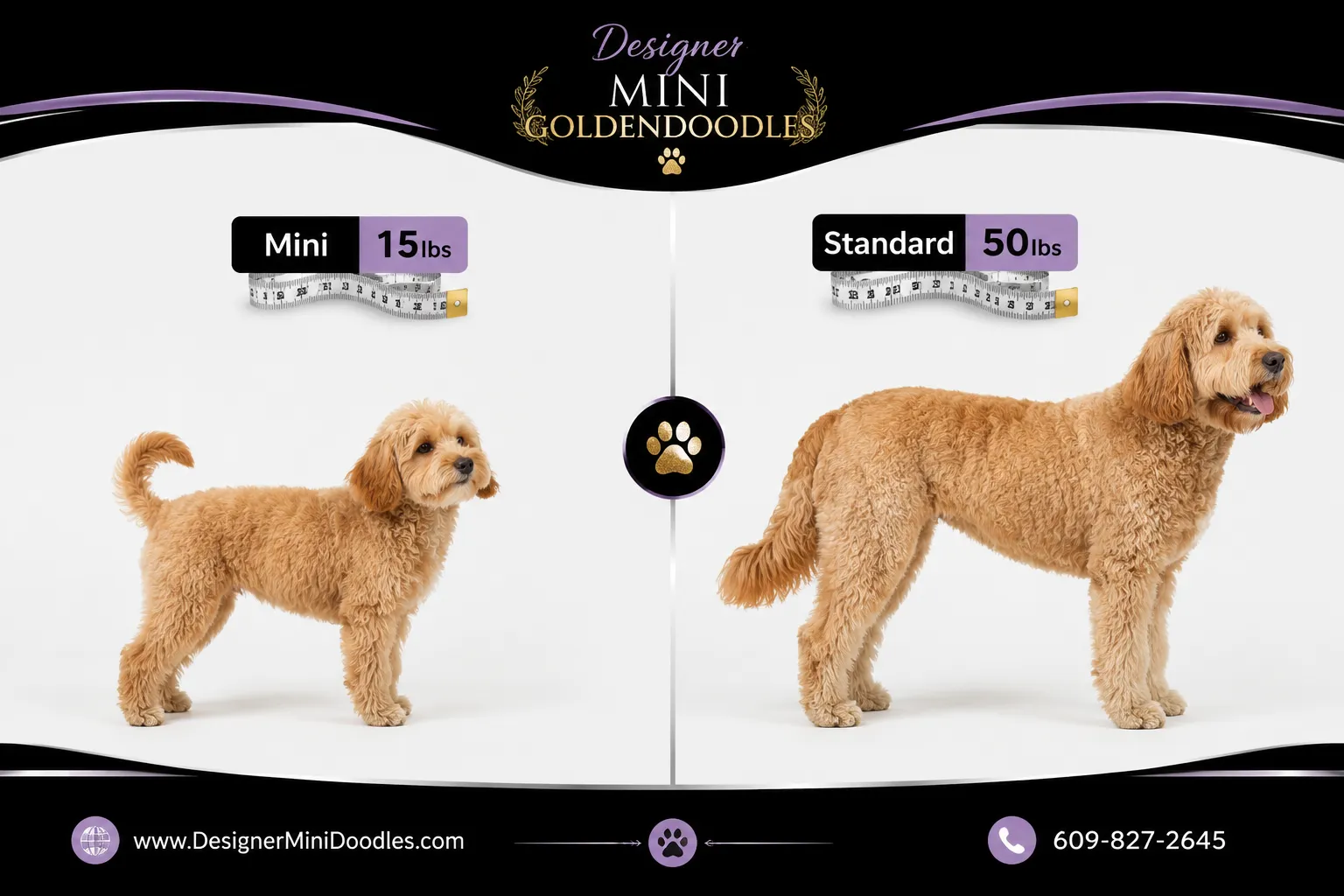 Mini Goldendoodle Breeders in New York