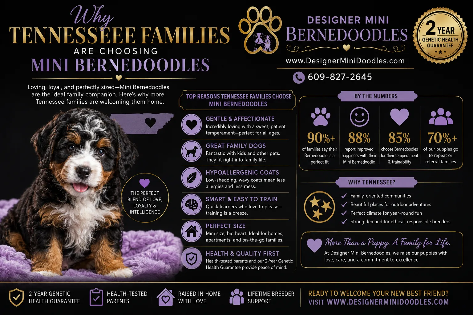 Mini Bernedoodle Price in Tennessee