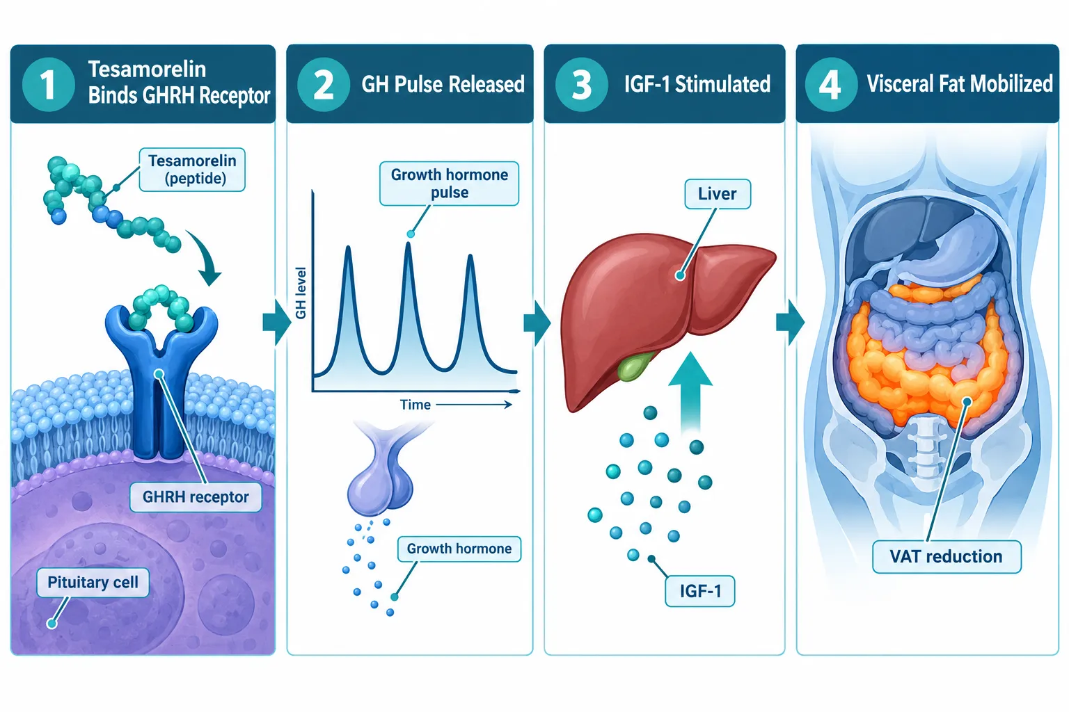 How Tesamorelin Acts on Visceral and Ectopic Fat