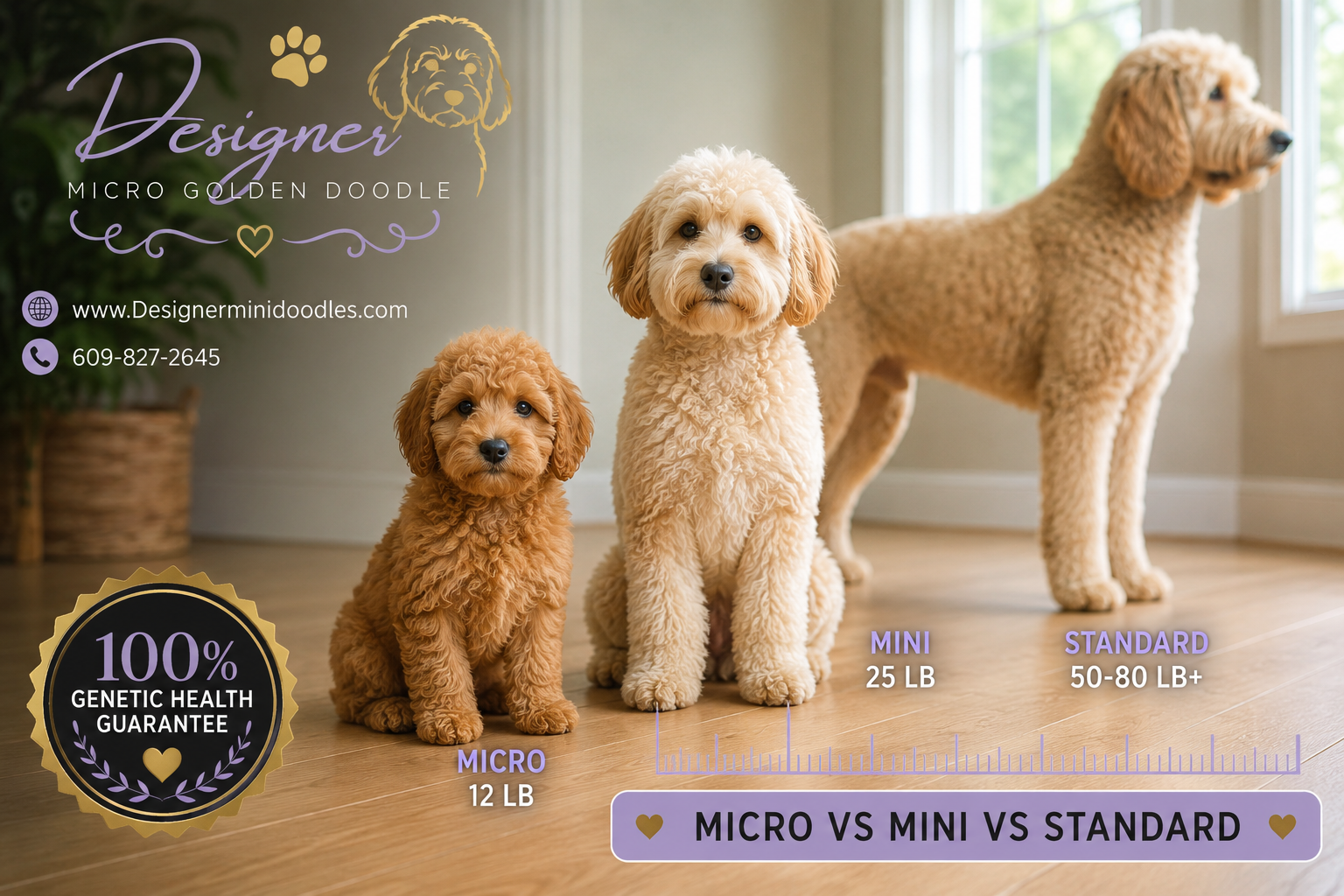 micro golden doodle puppies