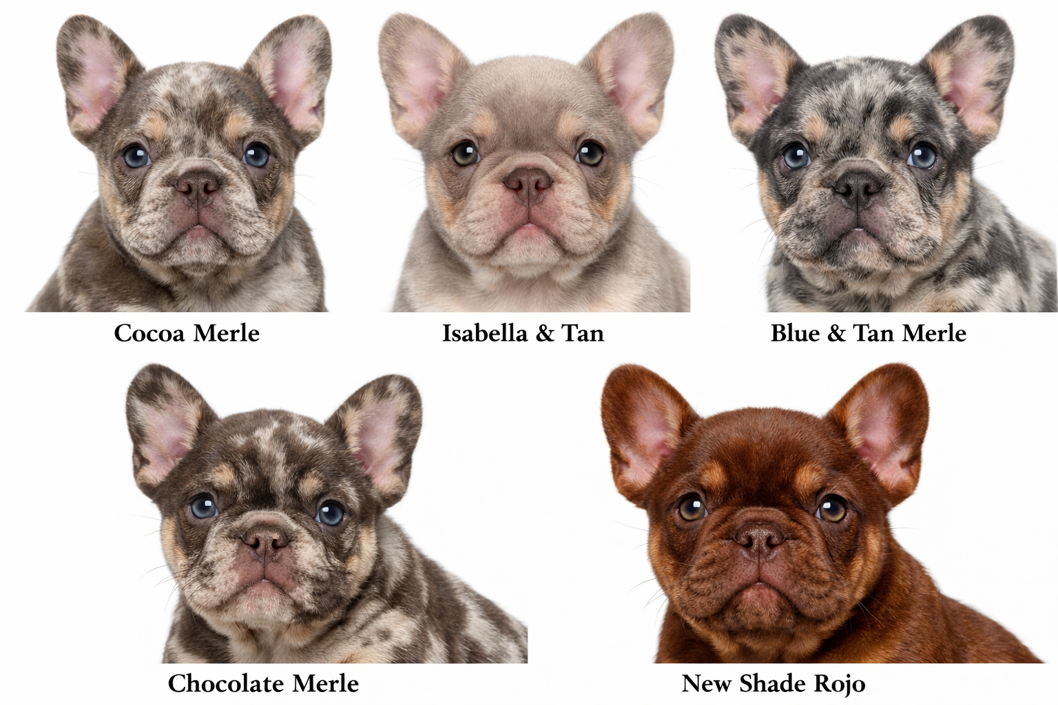 Close-up portrait gallery of fluffy French bulldog puppies showcasing different rare color variations: cocoa merle, isabella and tan, blue a