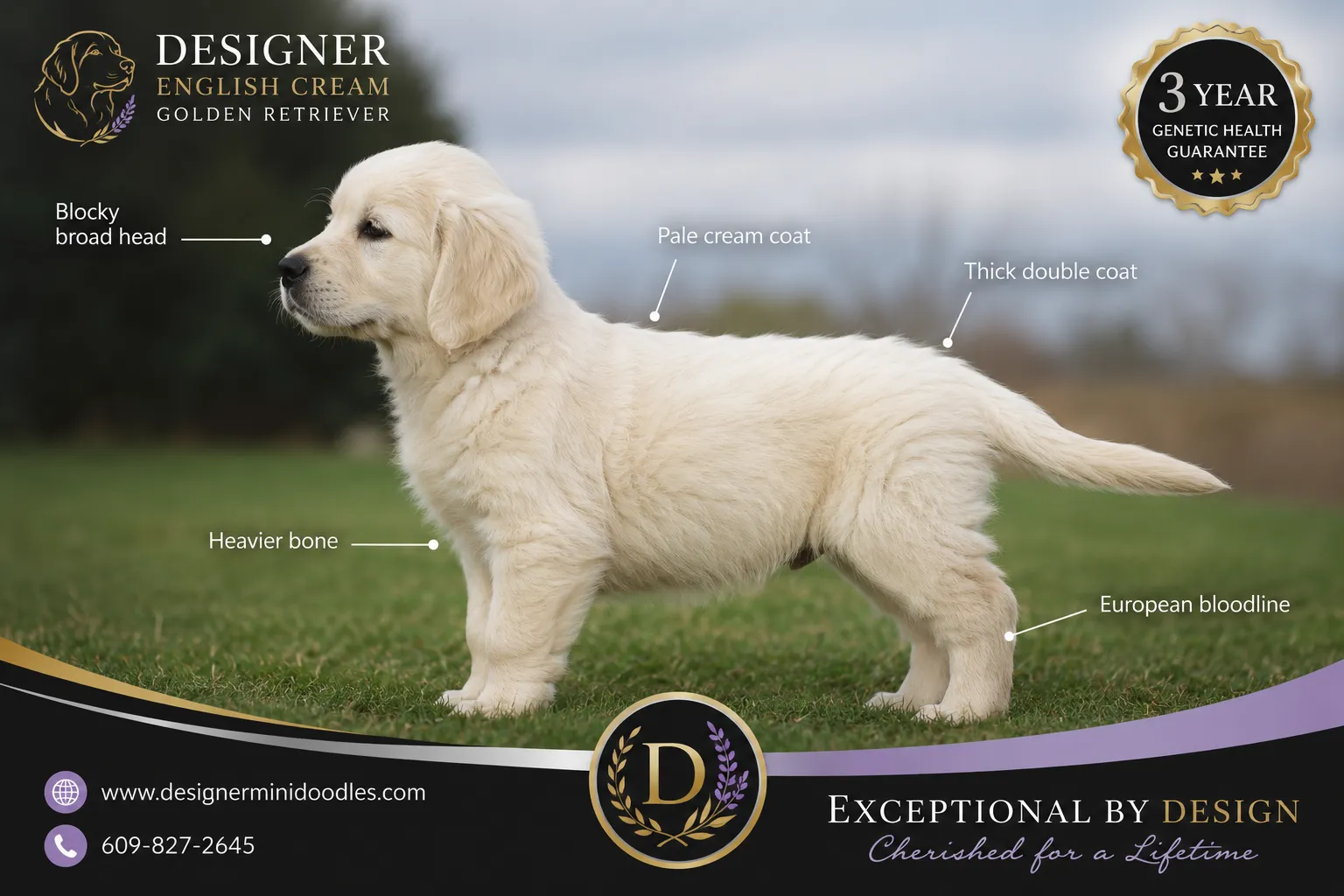 english cream retriever puppies Orlando