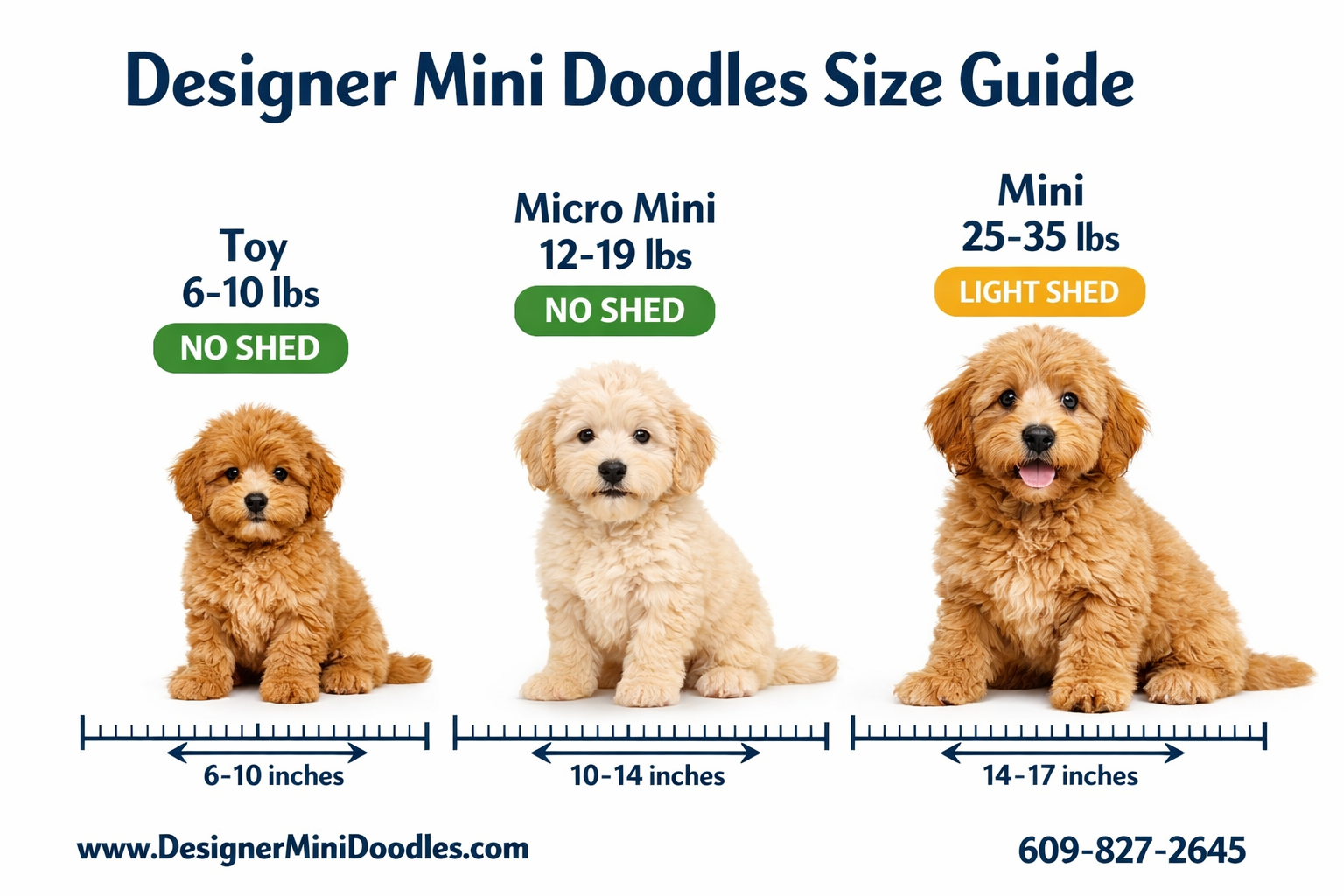 () infographic-style image showing three mini goldendoodle puppies of different sizes side by side on a clean white