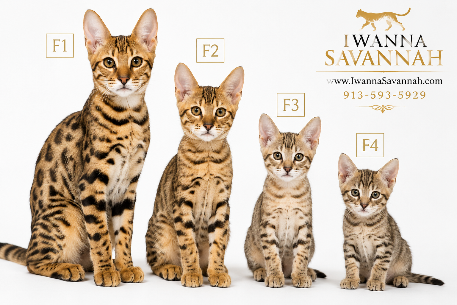 Best Savannah cat breeders