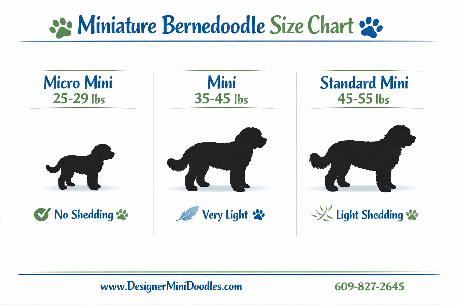 miniature bernedoodle size chart