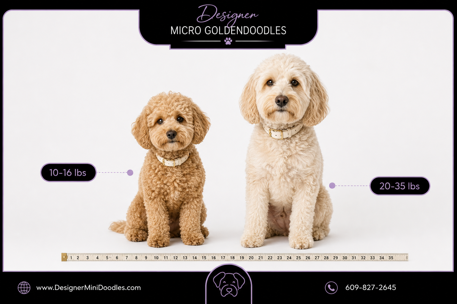 micro goldendoodle puppies Birmingham
