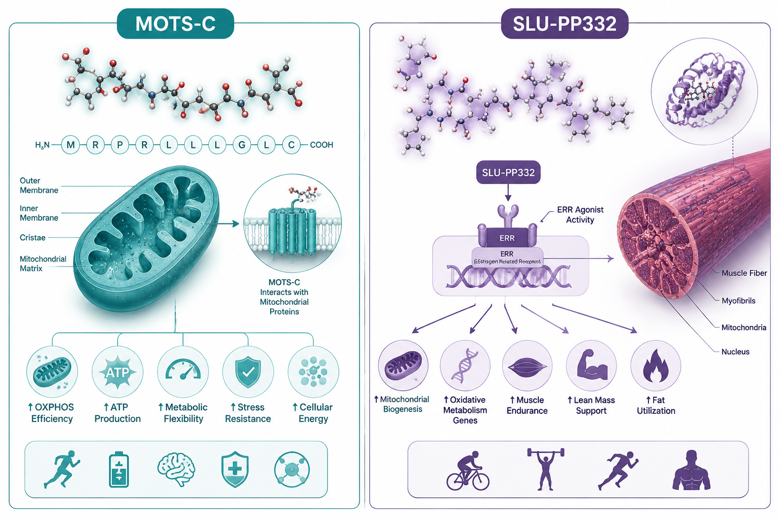 Detailed () showing a split-panel infographic comparing MOTS-C and SLU-PP332 peptides side by side: left panel shows