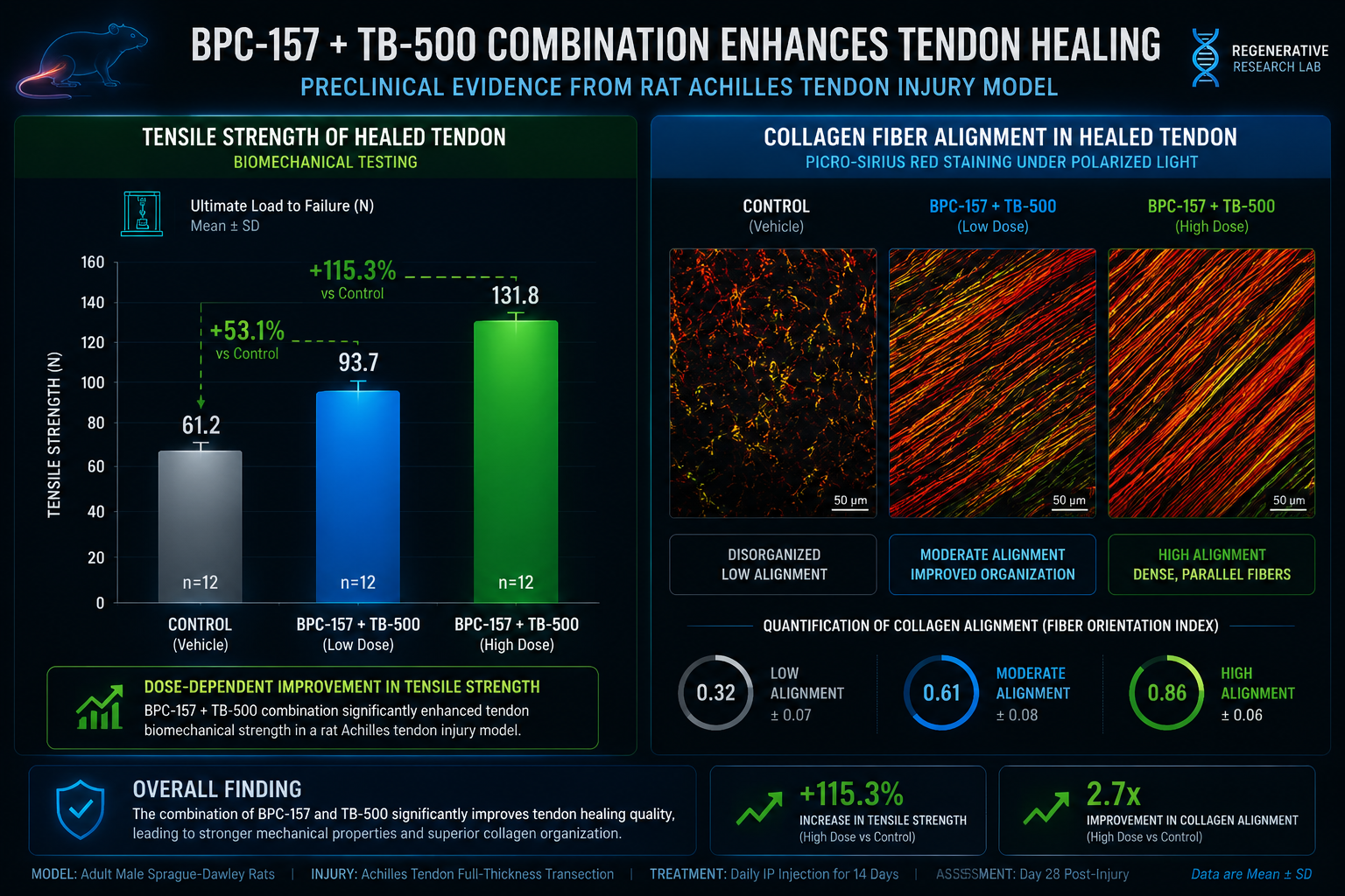 Preclinical Evidence for the BPC-157 and TB-500 Stack: Synergistic Mechanisms in Experimental Tendon and Ligament Repair
