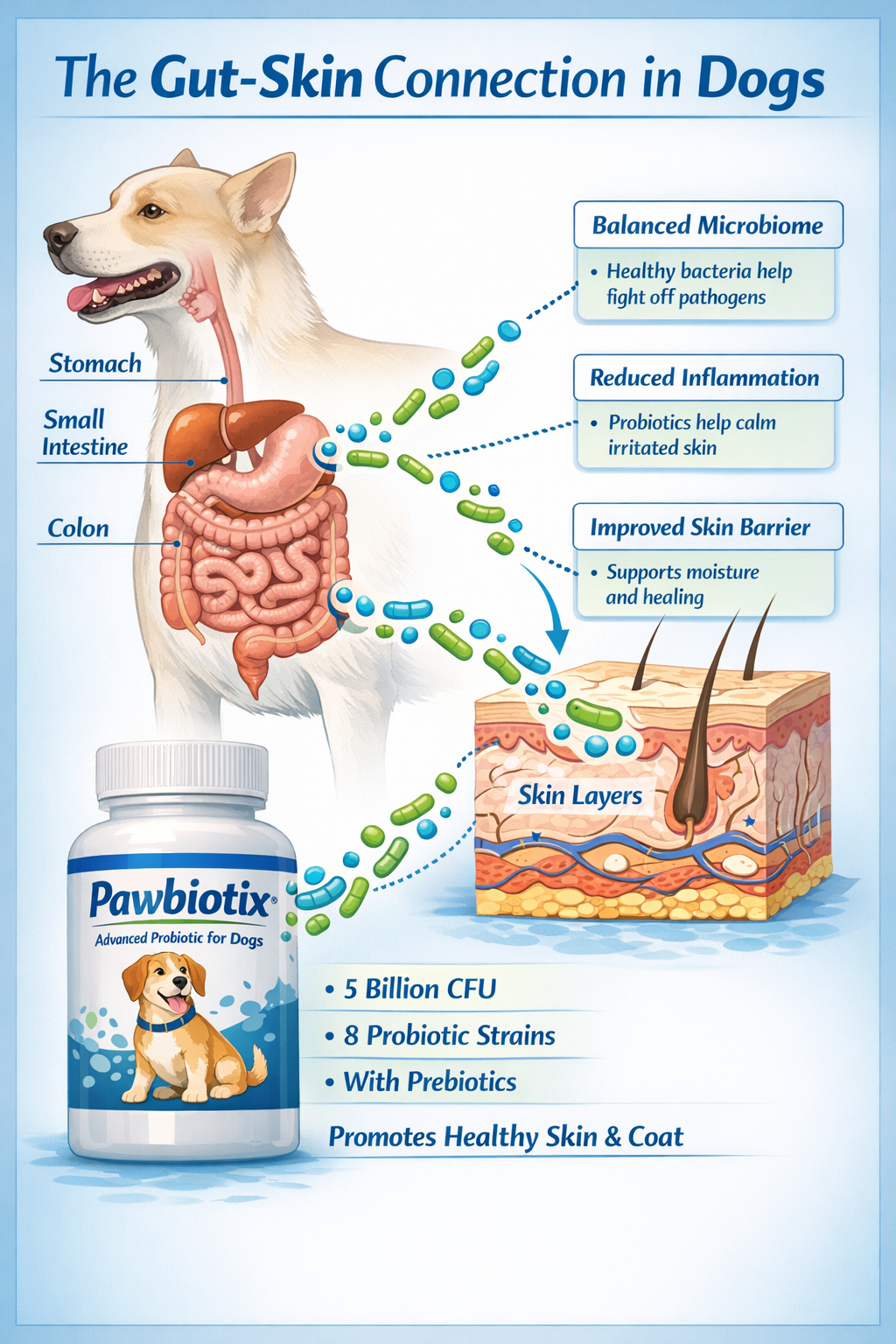 Portrait format (1024x1536) infographic showing the gut-skin connection in dogs, featuring anatomical illustration of canine digestive syste
