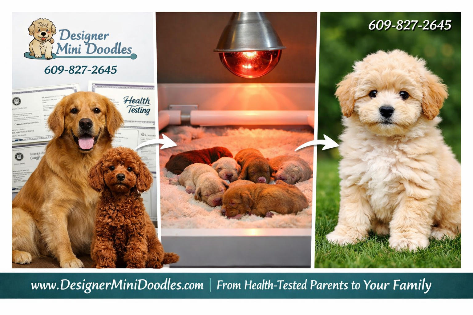 teacup doodle puppies for sale