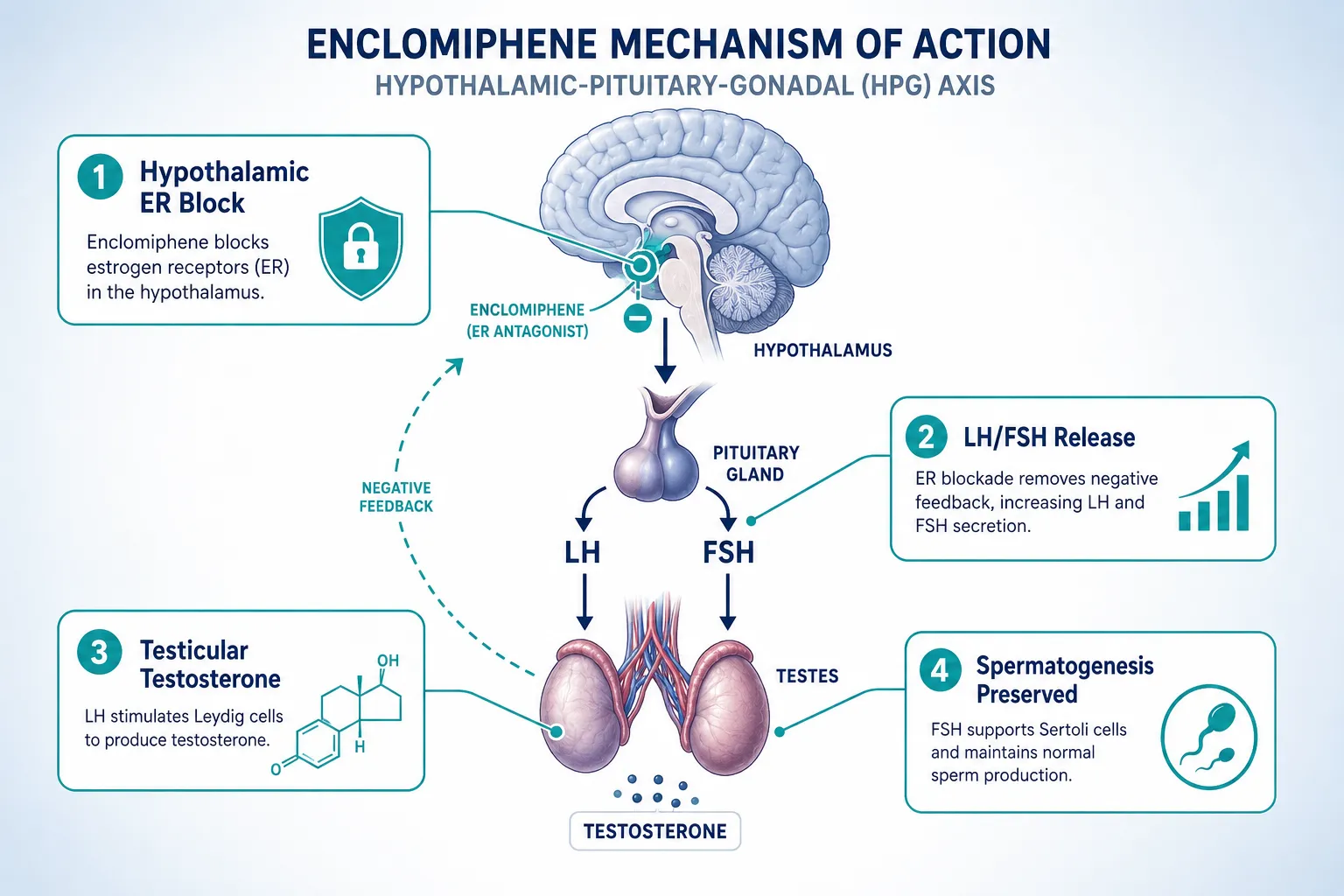 How Enclomiphene Modulates Estrogen Receptors in the HPG Axis
