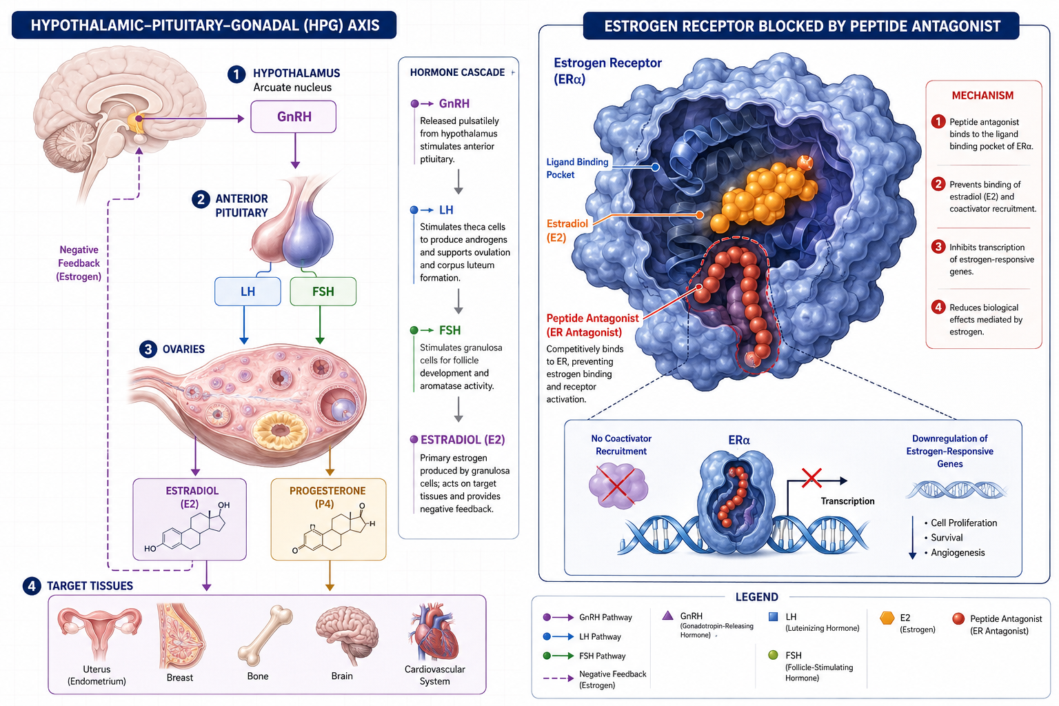 Detailed () scientific illustration showing a cross-sectional diagram of the hypothalamic-pituitary-gonadal axis with