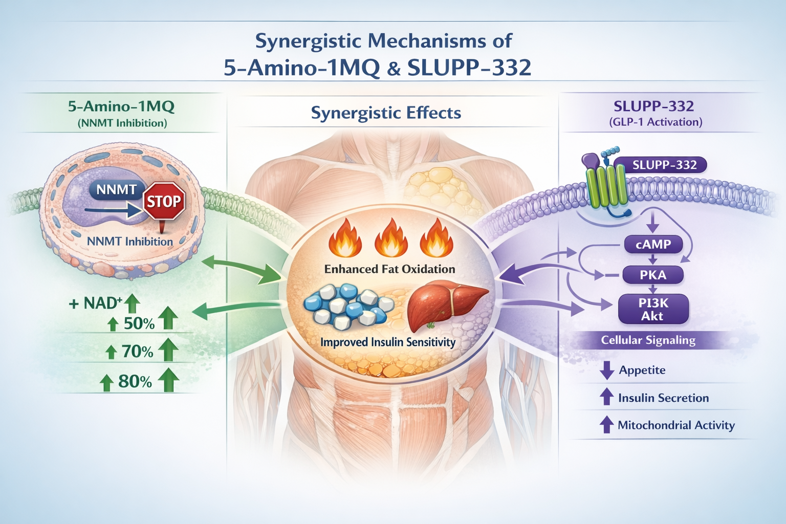 Comprehensive landscape infographic (1536x1024) displaying synergistic mechanisms between 5-Amino-1MQ and SLUPP-332. Left panel shows NNMT i