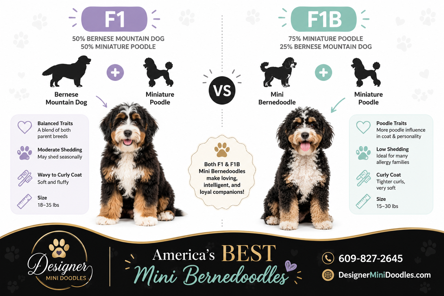 f1b mini bernedoodle puppies