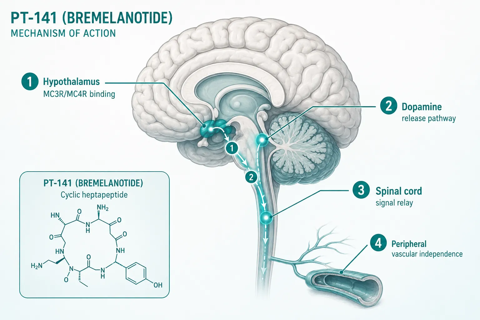 The Melanocortin Pathway: Core Mechanism of Action