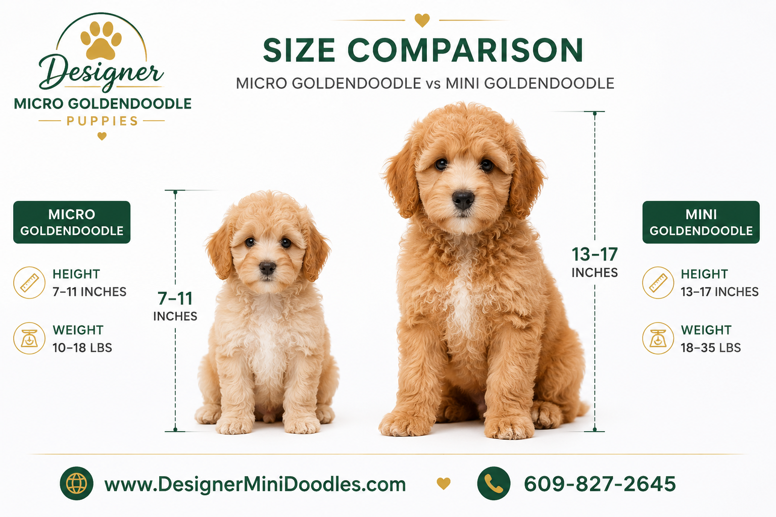 micro goldendoodle breeders North Carolina
