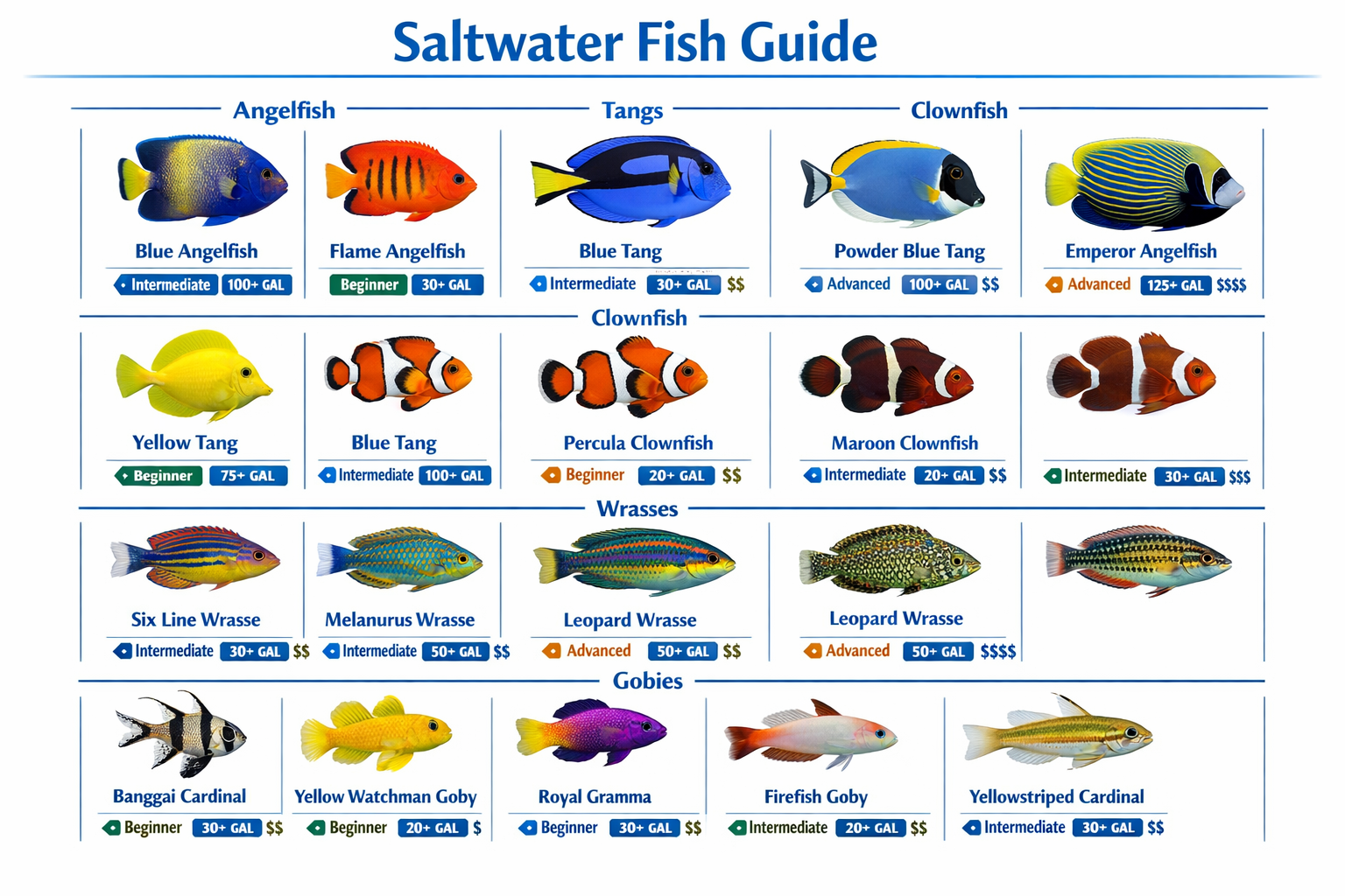 Comprehensive visual guide showing popular saltwater fish species arranged in grid format with high-quality photos of angelfish, tangs, clow