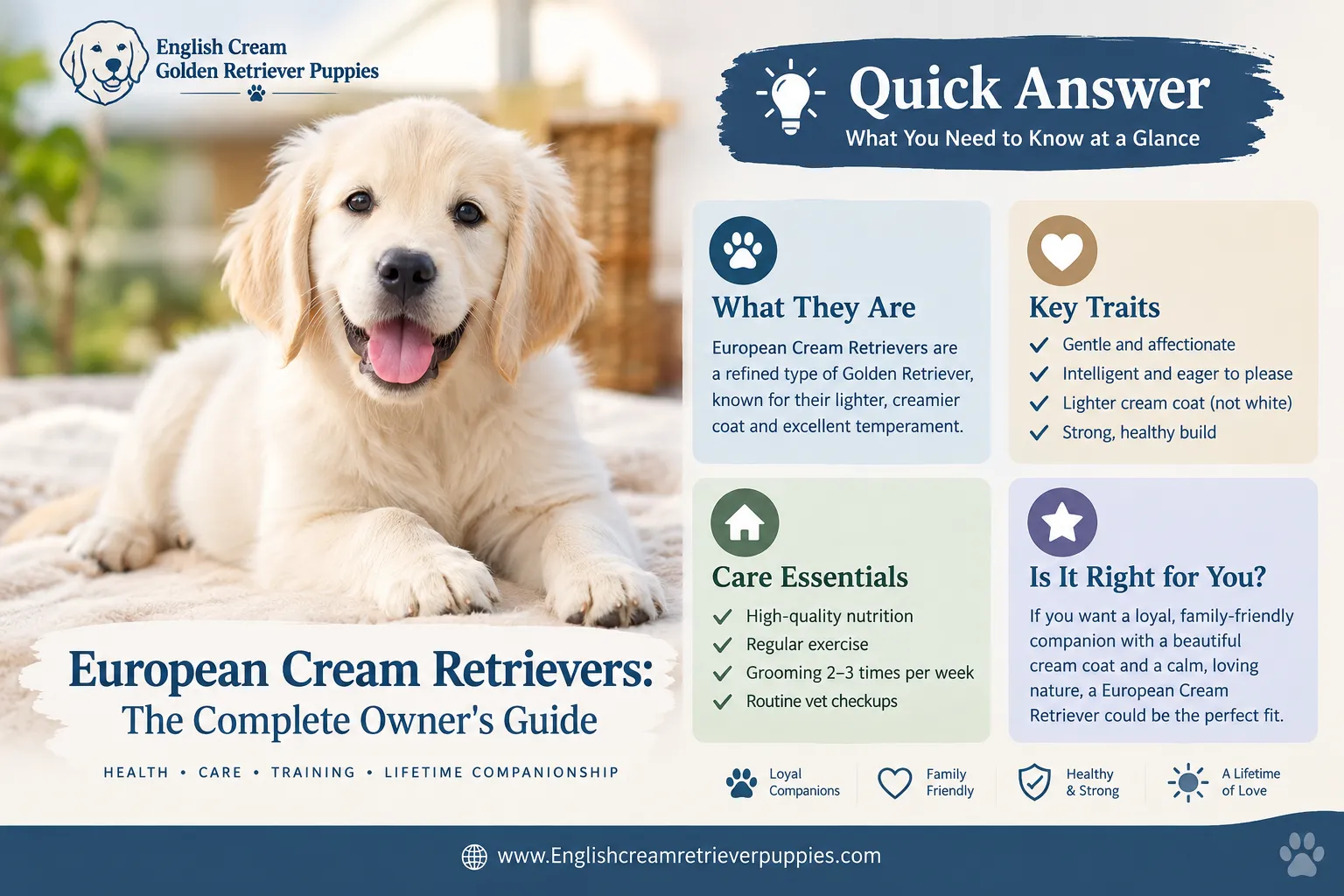 What are European cream retrievers?