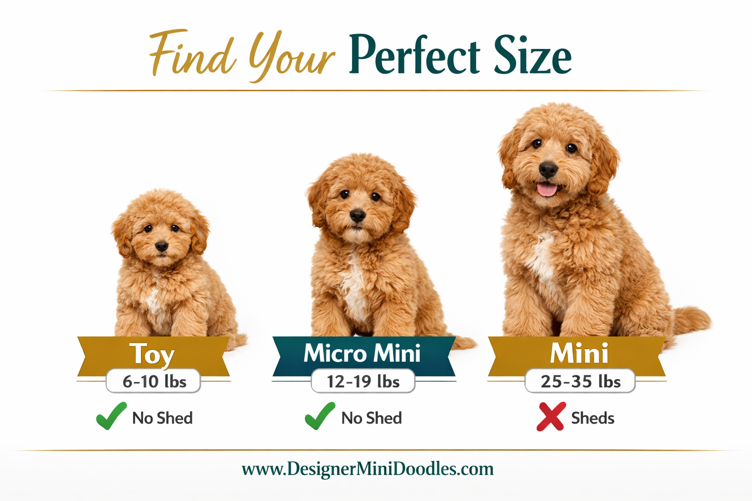 () infographic-style image showing three fluffy goldendoodle puppies of different sizes side by side labeled 'Toy 6-10 lbs',