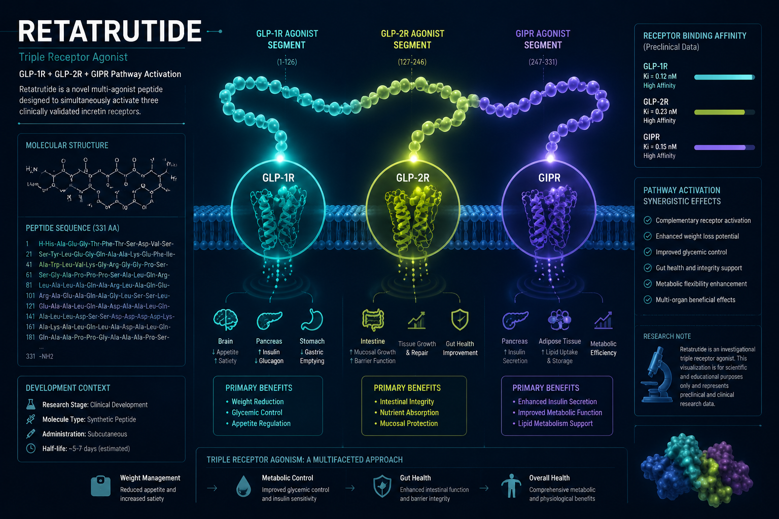 Detailed () scientific infographic illustration showing a triple-receptor agonist diagram for Retatrutide GLP-1 GLP-2 GIP