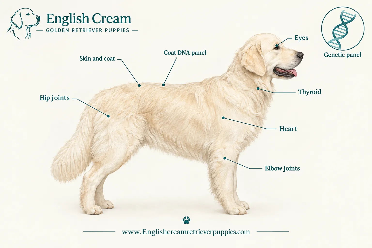 Health Testing Requirements for English Cream Retriever Breeders