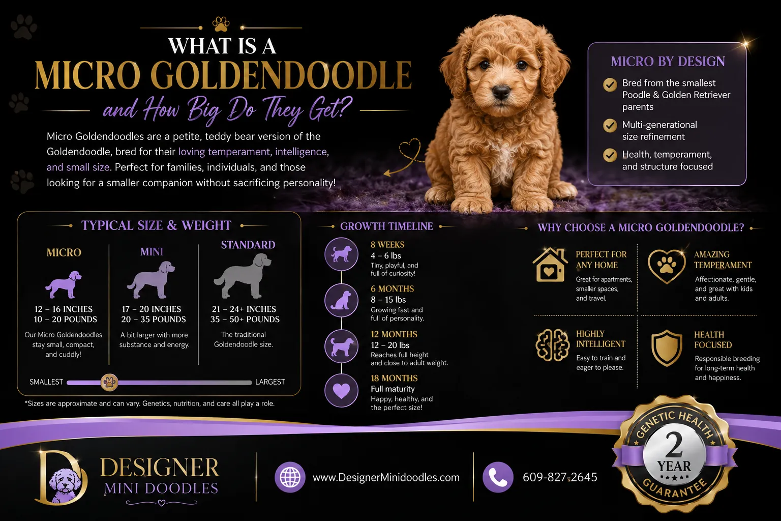 Micro Goldendoodle puppies Gilbert Arizona