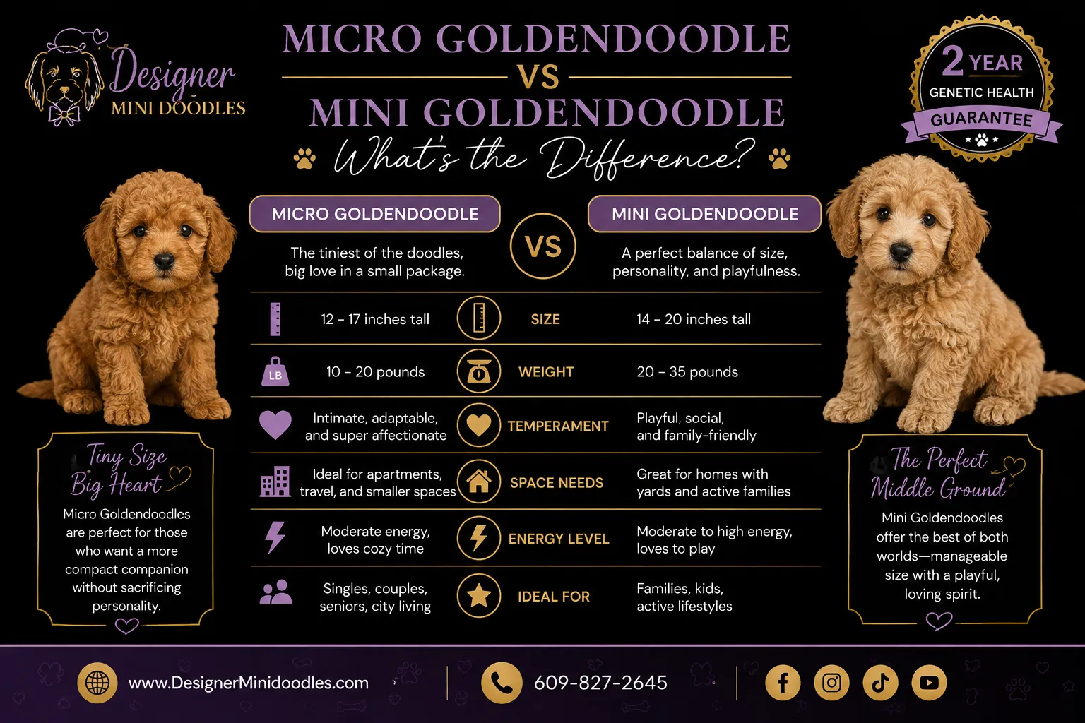 Micro Goldendoodle Temperament and Personality Traits