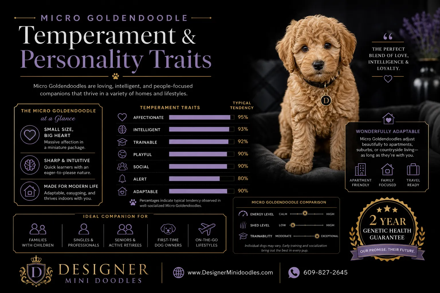 Micro Goldendoodle puppies Gilbert Arizona