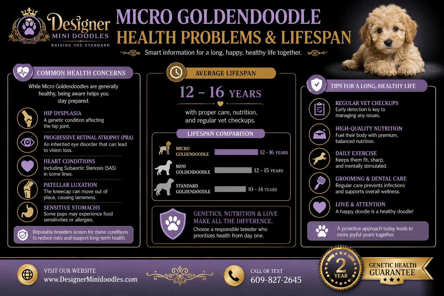 Micro Goldendoodle puppies Gilbert Arizona